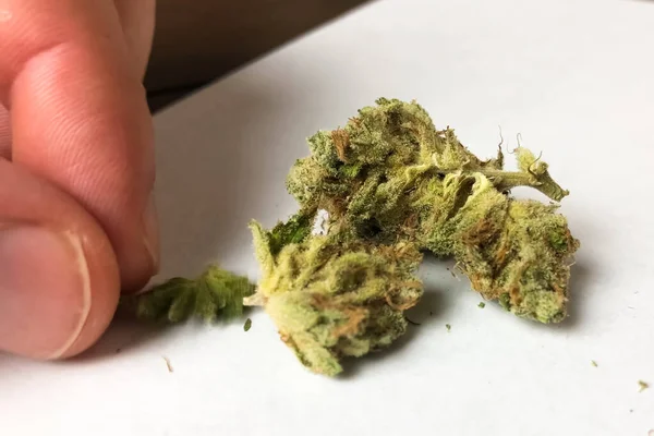 Pequeña inflorescencia seca de cannabis. Marihuana con dopaje de inflorescencias de cáñamo . — Foto de Stock