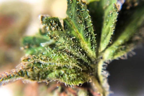 Macro foto van hennep bloeiwijze tips, thc kristallen op cannabis — Stockfoto