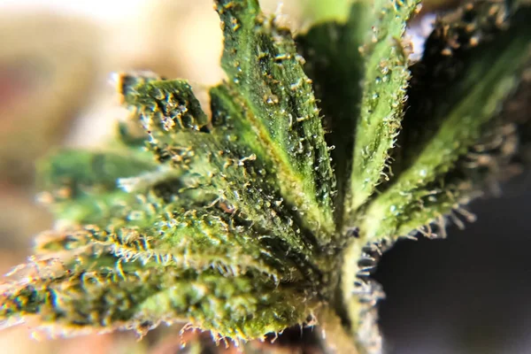 Makro foto av hampa blomstÃ ¤llning tips, thc kristaller pÃ ¥cannabis skott. — Stockfoto