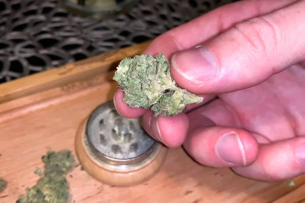 Små torkade cannabis blomstÃ ¤llning. Knarkmarijuana från hampa blomställningar. — Stockfoto