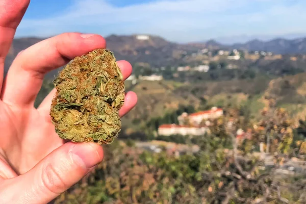 Gepresstes getrocknetes Cannabis. ein Klumpen getrocknetes Marihuana in der Hand — Stockfoto