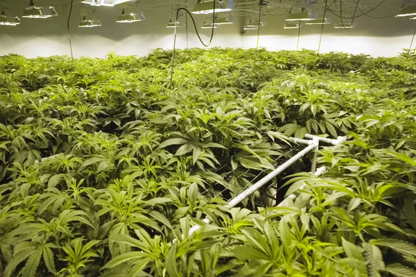 Blätter und Stängel von Cannabis werden hydroponisch im Garten angebaut. Hanfbeete, Marihuana in einem legalen Garten. — Stockfoto