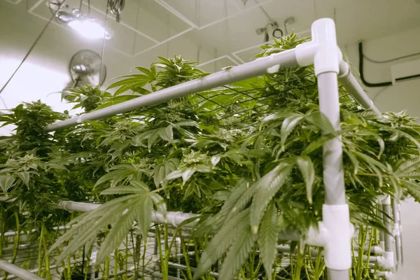 Foglie e steli di cannabis sono coltivati idroponicamente in giardino. Letti di canapa, marijuana in un giardino legale . — Foto Stock