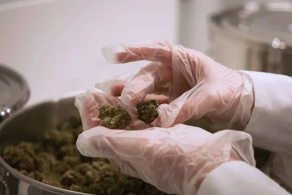 Consejos de inflorescencias de cannabis en las manos de un asistente de laboratorio. Marihuana en la mano . — Foto de Stock