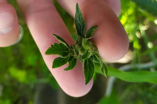 Tipps von Cannabis-Blütenständen in Cannabis in den Händen von a la — Stockfoto