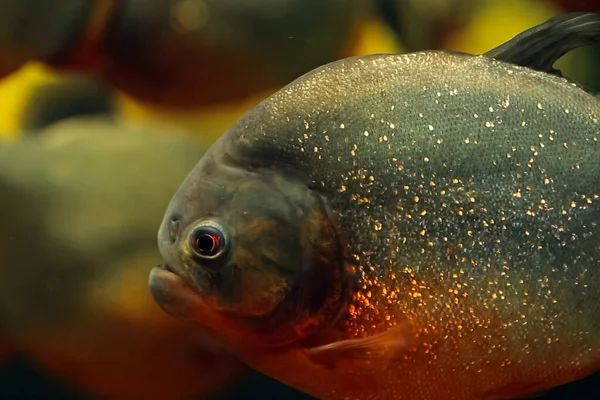 Piranha in acquario. Tenere i piranha nell'acquario . — Foto Stock