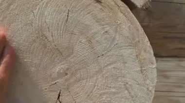Marangozlar ağaç kesiği üzerinde el ele tutuşur. Pürüzlü testere kesilmiş çam ağacı gövdesi.