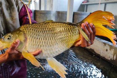 Büyük sazan adamın elinde. Çocuk odasında balık yetiştiriciliği.