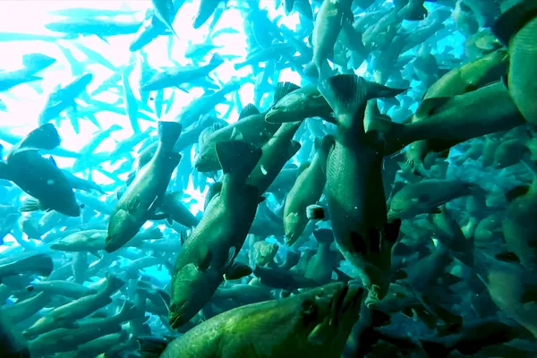 flock of fish inside the fish farm, breeding commercial fish in