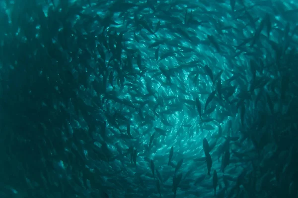 Rebanho de peixes no interior da exploração piscícola, reprodução de peixes comerciais em — Fotografia de Stock