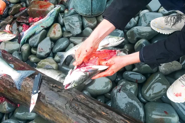 Butchering salmon outdoors for caviar. Red caviar salmon alive. — Stock Photo, Image