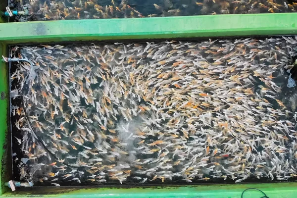 Kooien voor de steurviskwekerij in natuurlijke rivieren en vijvers, aeria — Stockfoto