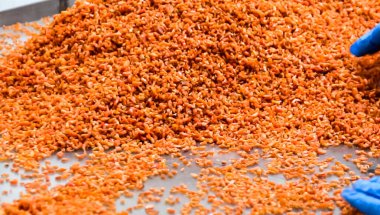 Soyulmuş karides kuyrukları yığın halinde, kalite kontrol ve karides sıralama.