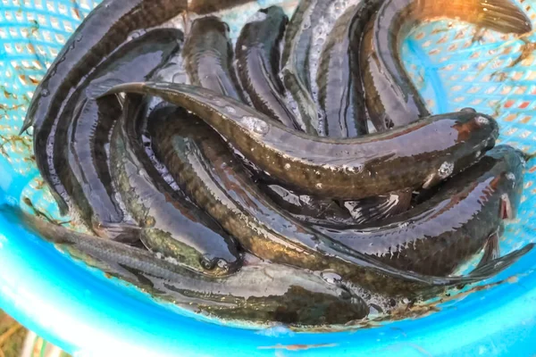 Lebende Fische in einer Tasse. kleine Fische im Becher. — Stockfoto