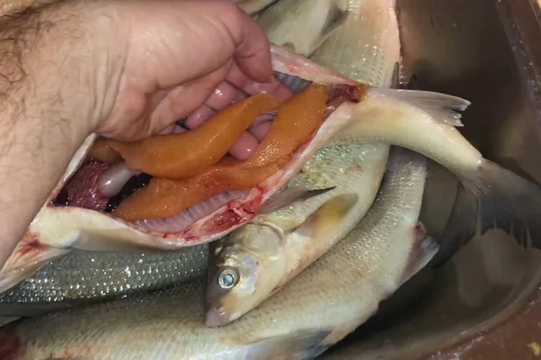 Roher Fisch wird geschnitten und Kaviar daraus gewonnen. — Stockfoto