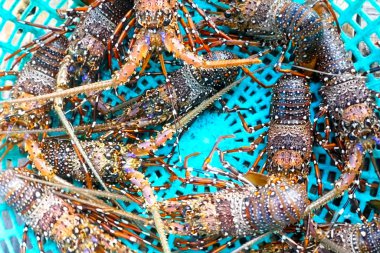 Sepette yaşayan dikenli ıstakozlar. Çiftlikte ıstakoz yakalamak..