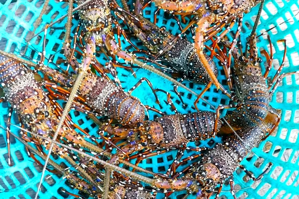Live spiny lobsters in basket. catching lobsters on a farm. — Stock Photo, Image