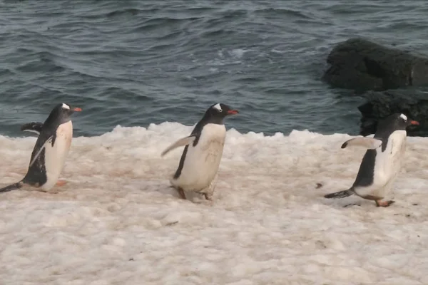 Пингвины на побережье Антарктики. Арктические водоплавающие птицы . — стоковое фото