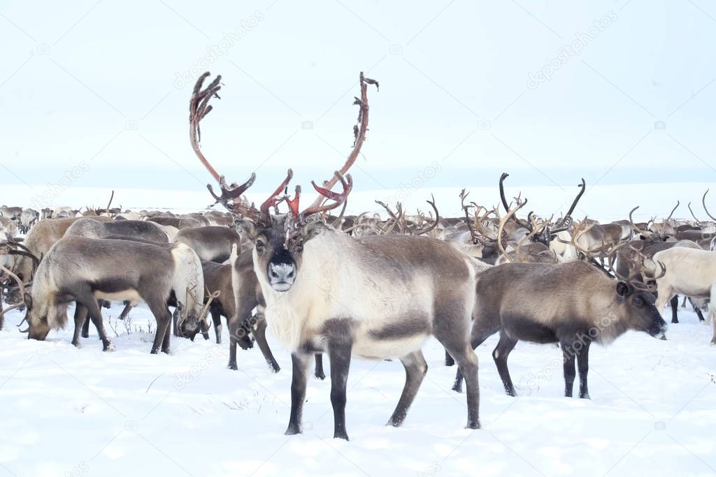 Reindeer in the sima tundra in snow.