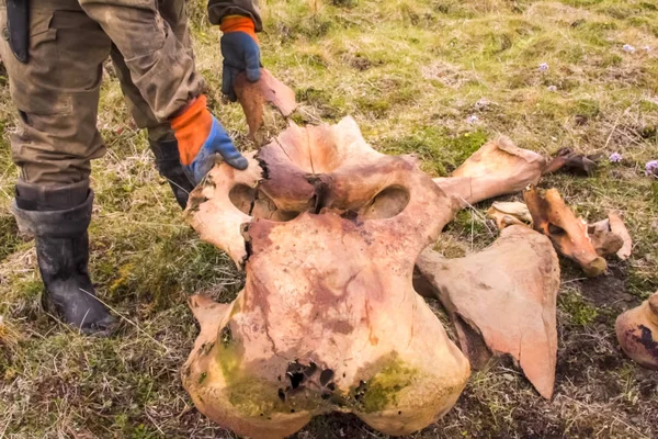 Bir mamutun dişleri ve kafatası, bir mamutun fosil kalıntıları..