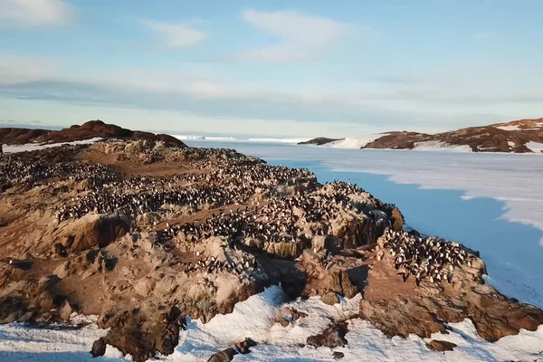 Kolonies pinguïns in Antarctica op aangrenzende rotsen. — Stockfoto