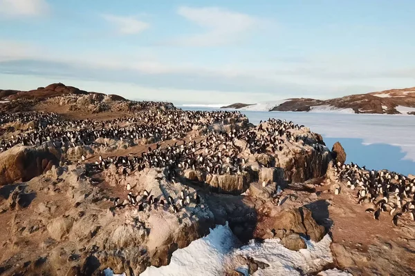 Colonies de manchots en Antarctique sur les rochers adjacents . — Photo