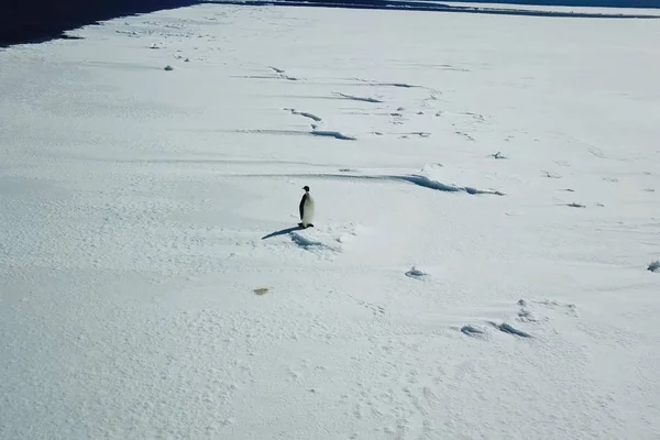 Pinguino solitario su neve ghiacciata dell'Antartide . — Foto Stock