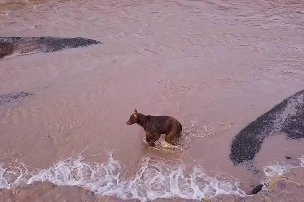 Grizzly brown bear catches salmon in river. Bear hunts spawning — Stock Photo, Image