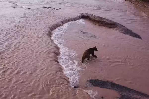 El oso pardo pardo pardo captura salmón en el río. Caza osos desove — Foto de Stock