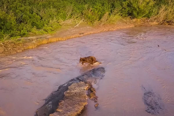 El oso pardo pardo pardo captura salmón en el río. Caza osos desove — Foto de Stock