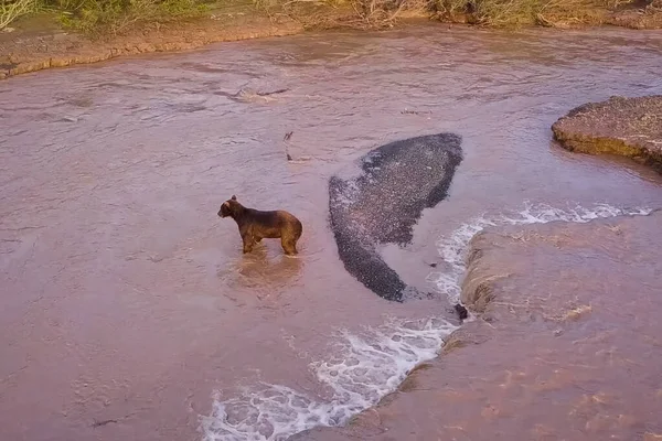 El oso pardo pardo pardo captura salmón en el río. Caza osos desove — Foto de Stock