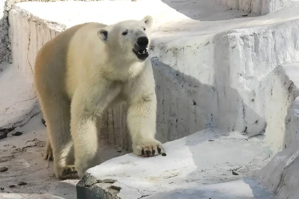 Urso polar no zoológico. vida de um urso polar em cativeiro . — Fotografia de Stock