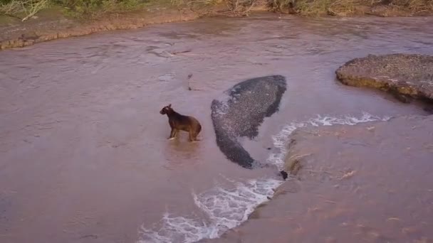 灰褐色のクマが川で鮭を捕る 熊は魚を産卵させる — ストック動画