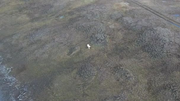 ホッキョクグマはツンドラや北極砂漠を歩きます — ストック動画