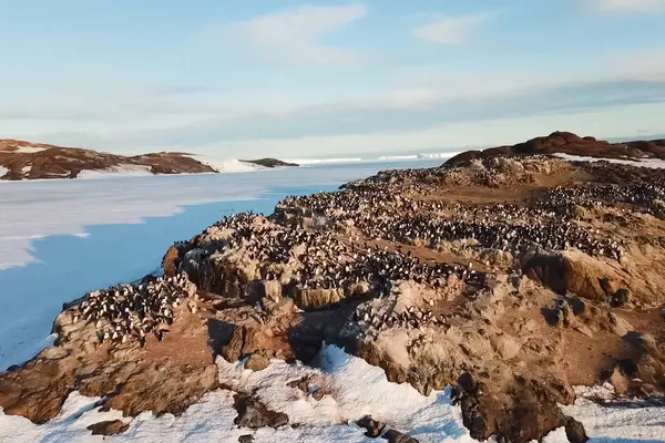 Kolonies pinguïns in Antarctica op aangrenzende rotsen. — Stockfoto