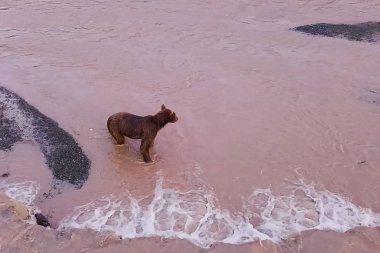 Boz ayı nehirde somon yakalar. Ayı yumurtlama avlar