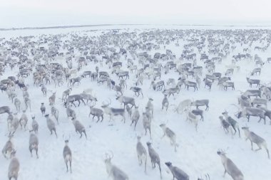 Ren geyiği sürüsü üst görünümü.