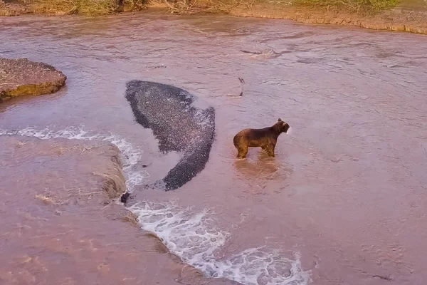 El oso pardo pardo pardo captura salmón en el río. Caza osos desove — Foto de Stock