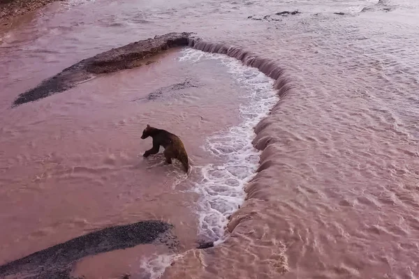 El oso pardo pardo pardo captura salmón en el río. Caza osos desove — Foto de Stock