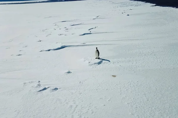 Одинокий пингвин на снежном льду Антарктиды . — стоковое фото