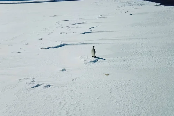 Samotny pingwin na śniegu lodowej przestrzeni Antarktydy. — Zdjęcie stockowe