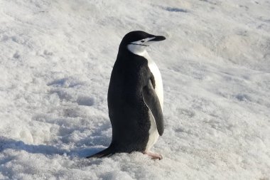 Antarktika sahilinde kar içinde bir penguen. Penguenler su gibidir.