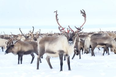 Reindeer in the sima tundra in snow. clipart