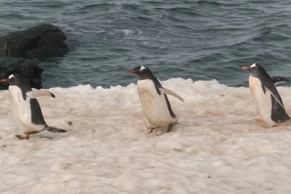 Pinguins na costa da Antártida. Galinha aquática do Ártico . — Fotografia de Stock