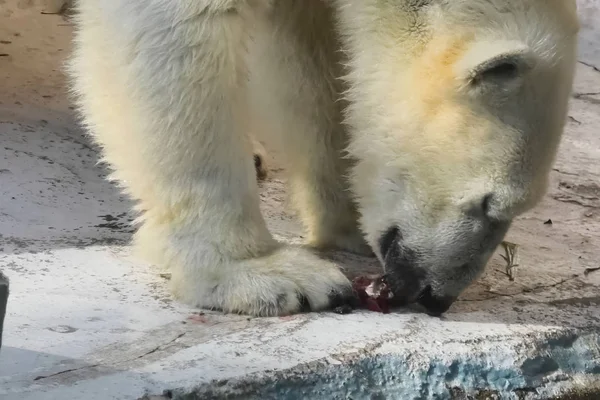 Orso polare allo zoo. vita di un orso polare in cattività . — Foto Stock