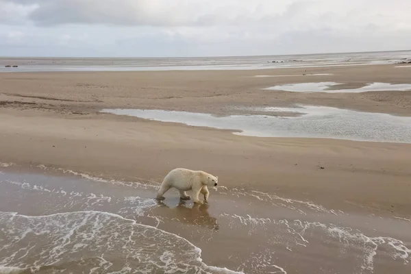 Urso polar na praia na tundra . — Fotografia de Stock