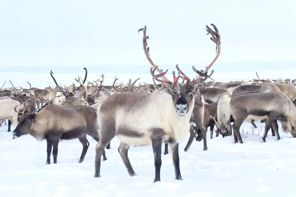 Reindeer in the sima tundra in snow. — Stock Photo, Image