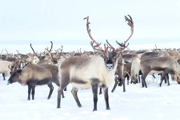 Rentiere in der sima-Tundra im Schnee. — Stockfoto