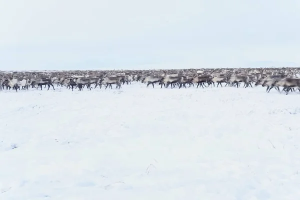 Олені в тундрі Сіма в снігу . — стокове фото