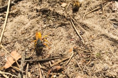 yırtıcı tek arı bir arı saldırdı. wasp yırtıcı